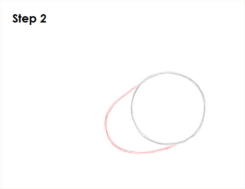 Draw Cardinal Bird 2
