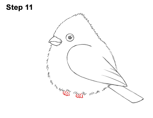 Draw a Cartoon Red Cardinal 11 How to Draw Cute Little Cartoon Red Cardinal Snow Berries 11