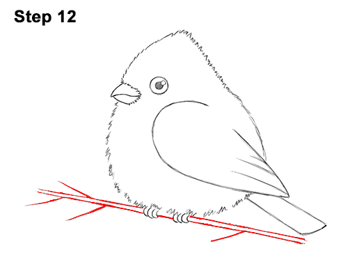 Draw a Cartoon Red Cardinal 12 How to Draw Cute Little Cartoon Red Cardinal Snow Berries 12