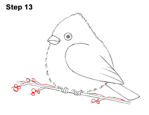 Draw a Cartoon Red Cardinal 13 How to Draw Cute Little Cartoon Red Cardinal Snow Berries 13