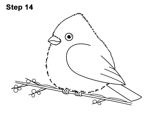 Draw a Cartoon Red Cardinal 14 How to Draw Cute Little Cartoon Red Cardinal Snow Berries 14