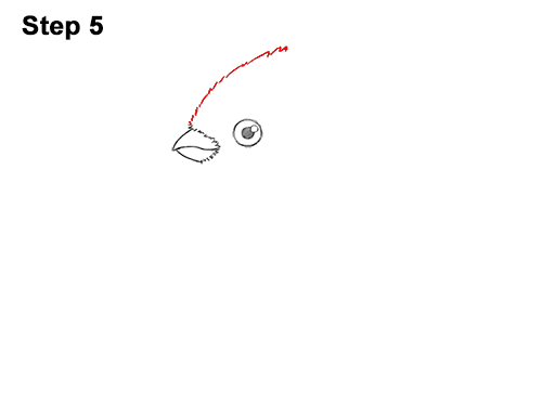 Draw a Cartoon Red Cardinal 5 How to Draw Cute Little Cartoon Red Cardinal Snow Berries 5