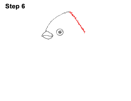 How to Draw Cute Little Cartoon Red Cardinal Snow Berries 6