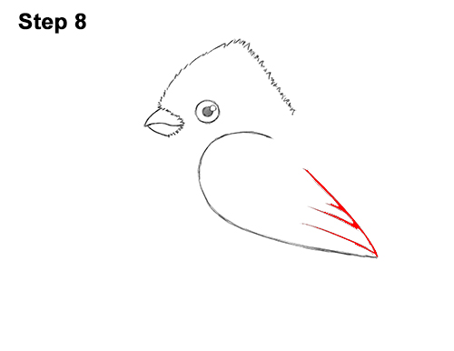 How to Draw Cute Little Cartoon Red Cardinal Snow Berries 8