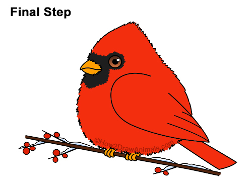 Draw a Cartoon Red Cardinal 15 How to Draw Cute Little Cartoon Red Cardinal Snow Berries 15