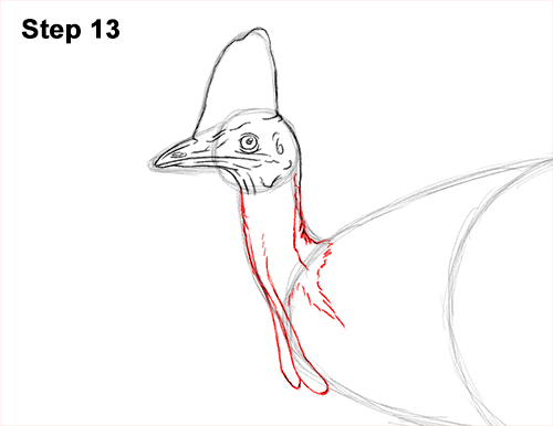 How to Draw an Australian Southern Cassowary Bird 13