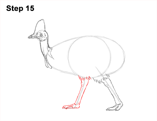 Draw a Southern Cassowary 15 How to Draw an Australian Southern Cassowary Bird 15