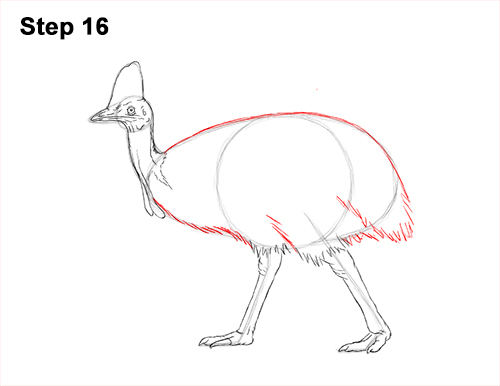 Draw a Southern Cassowary 16 How to Draw an Australian Southern Cassowary Bird 16
