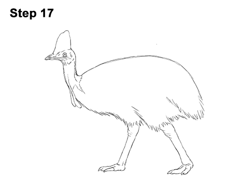 Draw a Southern Cassowary 17 How to Draw an Australian Southern Cassowary Bird 17