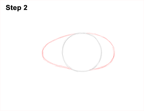How to Draw an Australian Southern Cassowary Bird 2