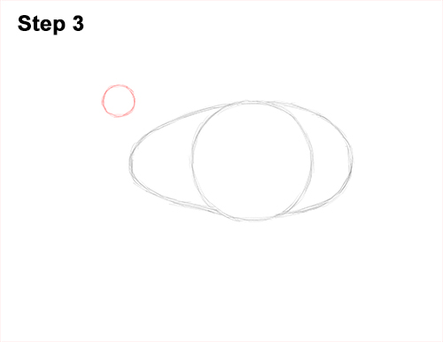 How to Draw an Australian Southern Cassowary Bird 3