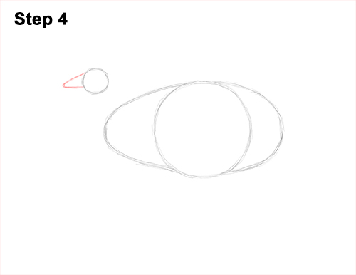 How to Draw an Australian Southern Cassowary Bird 4