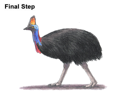 Draw a Southern Cassowary How to Draw an Australian Southern Cassowary Bird