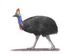 How to Draw a Australian Southern Cassowary