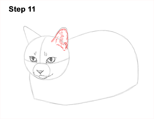 How to Draw a Tabby Kitty Cat Sitting Laying Roosting 11