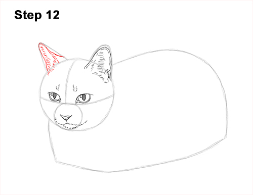 How to Draw a Tabby Kitty Cat Sitting Laying Roosting 12