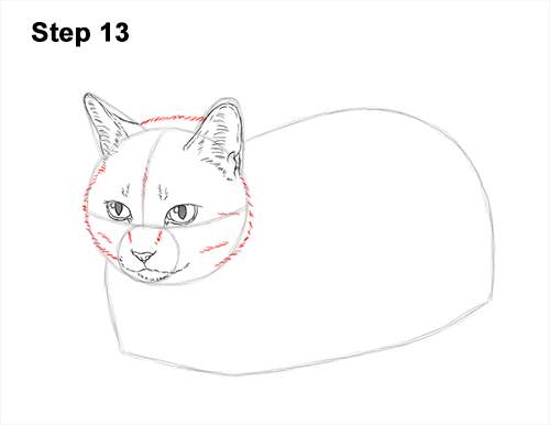 How to Draw a Tabby Kitty Cat Sitting Laying Roosting 13