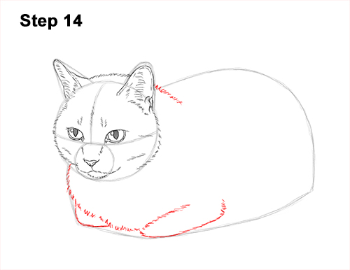 How to Draw a Tabby Kitty Cat Sitting Laying Roosting 14