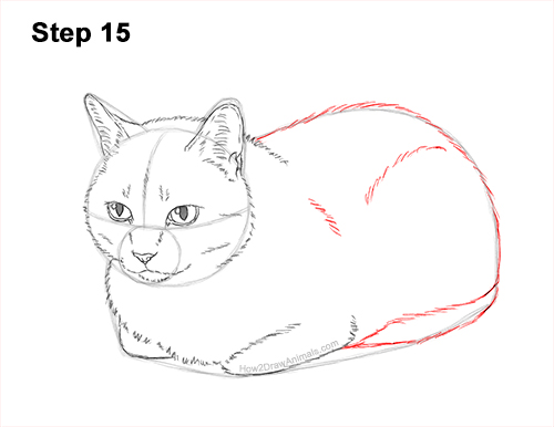 How to Draw a Tabby Kitty Cat Sitting Laying Roosting 15