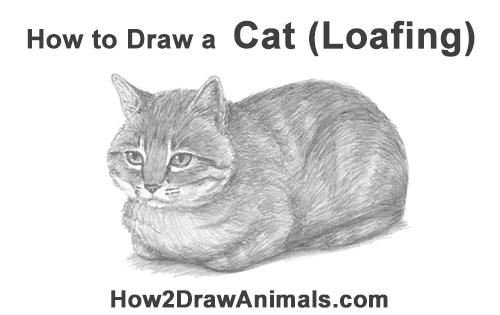 How to Draw a Tabby Kitty Cat Sitting Laying Roosting