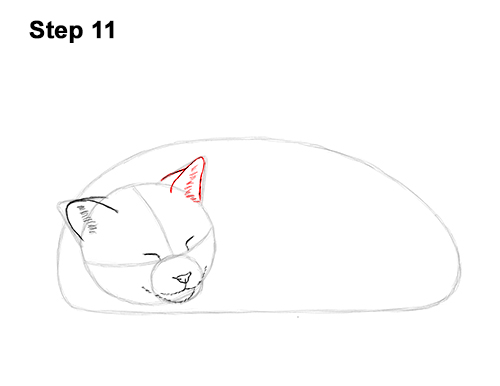 How to Draw a Cat Kitten Sleeping 11 How to Draw a Cat Kitten Sleeping 11