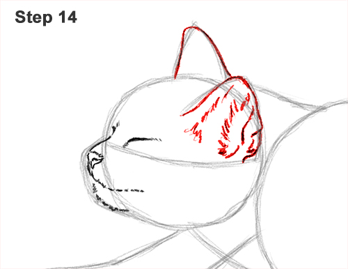 Draw a Tabby Cat Stretching 14 How to Draw a Tabby Kitten Cat Stretching 14
