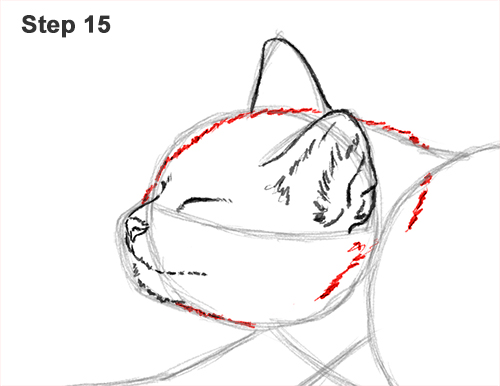 Draw a Tabby Cat Stretching 15 How to Draw a Tabby Kitten Cat Stretching 15