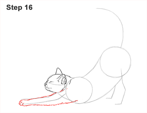 Draw a Tabby Cat Stretching 16 How to Draw a Tabby Kitten Cat Stretching 16
