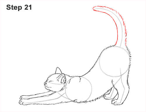 Draw a Tabby Cat Stretching 21 How to Draw a Tabby Kitten Cat Stretching 21
