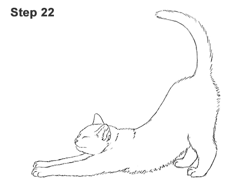Draw a Tabby Cat Stretching 22 How to Draw a Tabby Kitten Cat Stretching 22