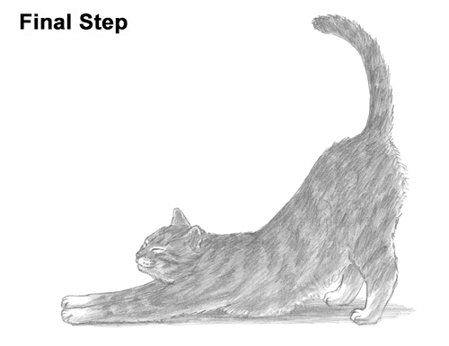 Draw a Tabby Cat Stretching How to Draw a Tabby Kitten Cat Stretching
