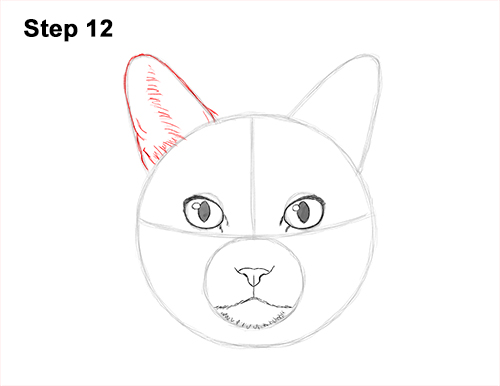 How to Draw a Tabby Kitty Cat Head Detail 12