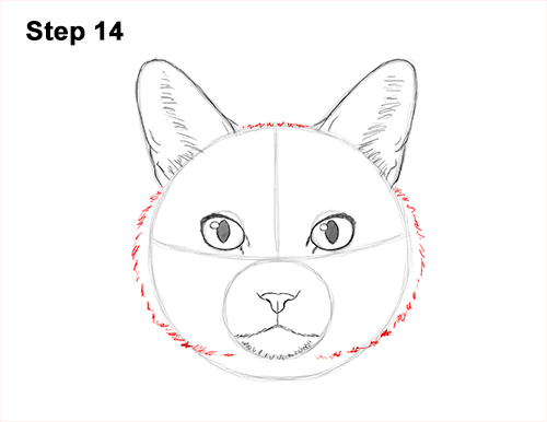 How to Draw a Tabby Kitty Cat Head Detail 14