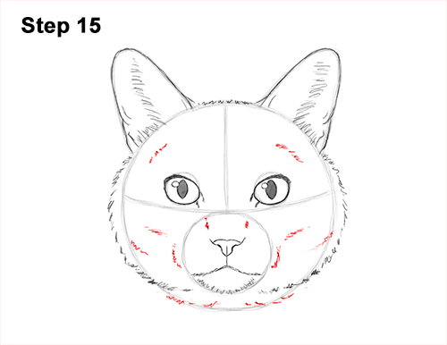 How to Draw a Tabby Kitty Cat Head Detail 15