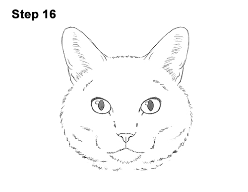 How to Draw a Tabby Kitty Cat Head Detail 16
