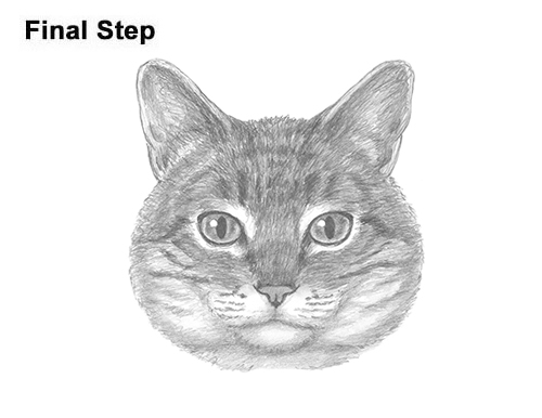 How to Draw a Tabby Kitty Cat Head Detail