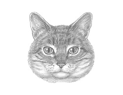 How to Draw a Cat Tabby Head