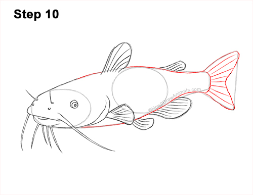 How to Draw a Channel Catfish Fish 10