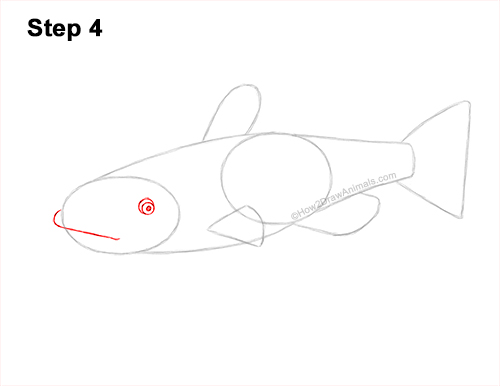 Draw a Channel Catfish 4 How to Draw a Channel Catfish Fish 4