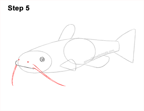 Draw a Channel Catfish 5 How to Draw a Channel Catfish Fish 5