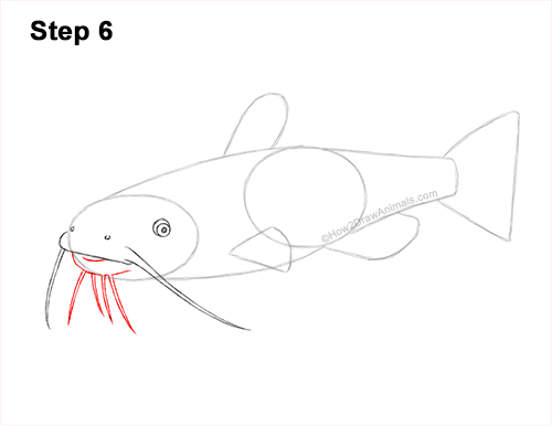 Draw a Channel Catfish 6 How to Draw a Channel Catfish Fish 6