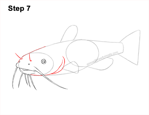 How to Draw a Channel Catfish Fish 7