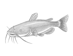 How to Draw a Channel Catfish Fish