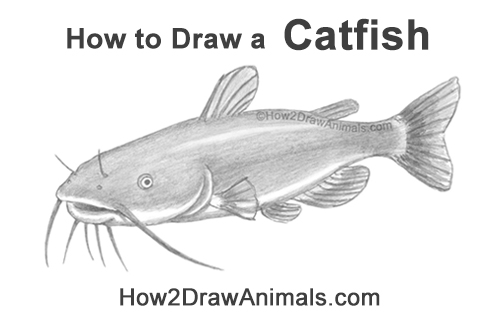 Draw a Channel Catfish How to Draw a Channel Catfish Fish