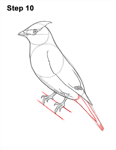 Draw a Cedar Waxwing Bird 10 How to Draw a Cedar Waxwing Bird 10