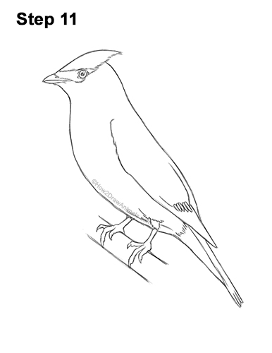 Draw a Cedar Waxwing Bird 11 How to Draw a Cedar Waxwing Bird 11