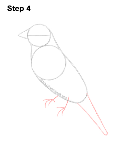 Draw a Cedar Waxwing Bird 4 How to Draw a Cedar Waxwing Bird 4