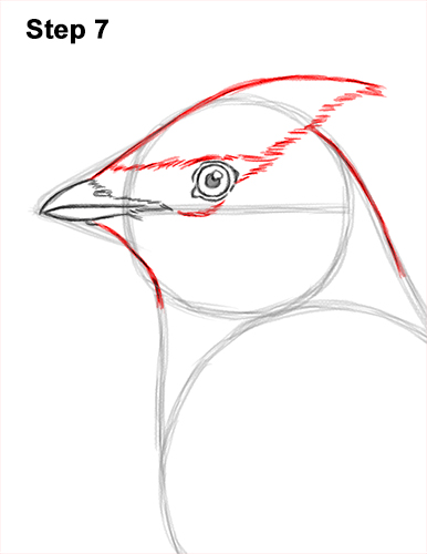 Draw a Cedar Waxwing Bird 7 How to Draw a Cedar Waxwing Bird 7
