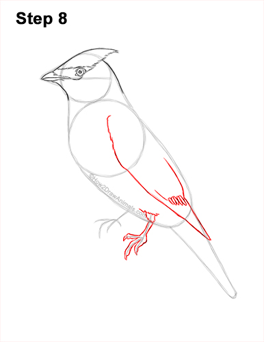 Draw a Cedar Waxwing Bird 8 How to Draw a Cedar Waxwing Bird 8
