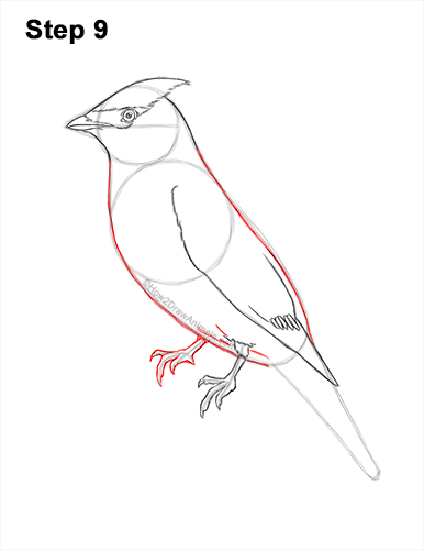 Draw a Cedar Waxwing Bird 9 How to Draw a Cedar Waxwing Bird 9